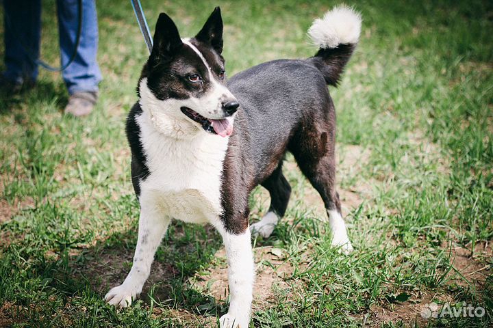 Русско-европейская лайка, метис в дар