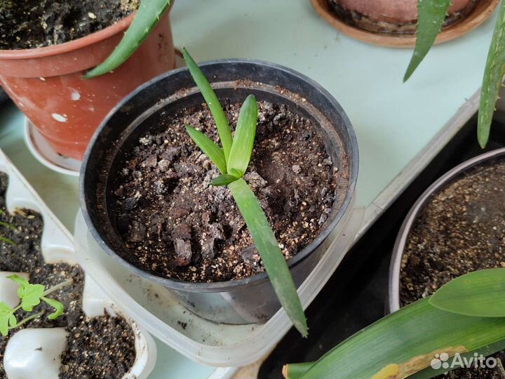 Толстянка, денежное дерево