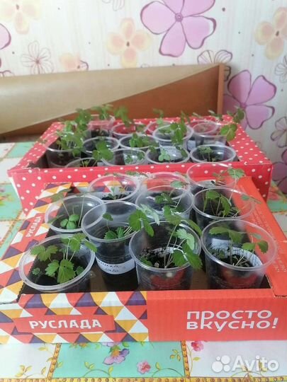 Ремонтантная земляника