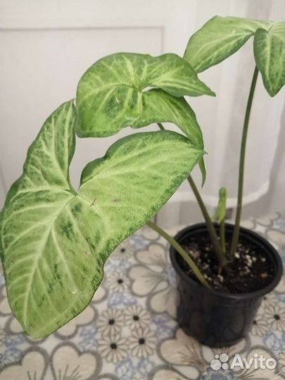 Комнатные цветы(герань, роэ, сингониум)