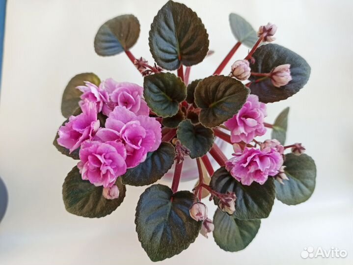 Детки сортовые фиалки