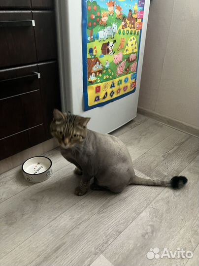 Кот в добрые руки