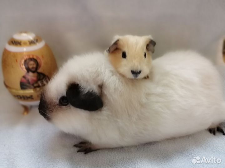 Морские свинки малыши Калифорния