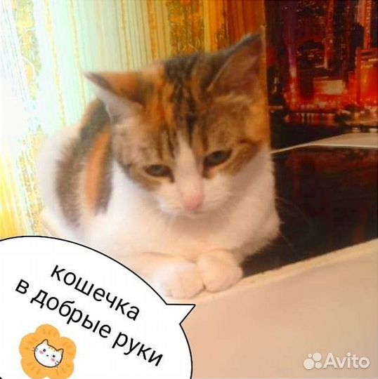 Трехцветная кошечка Ритуся в добрые руки
