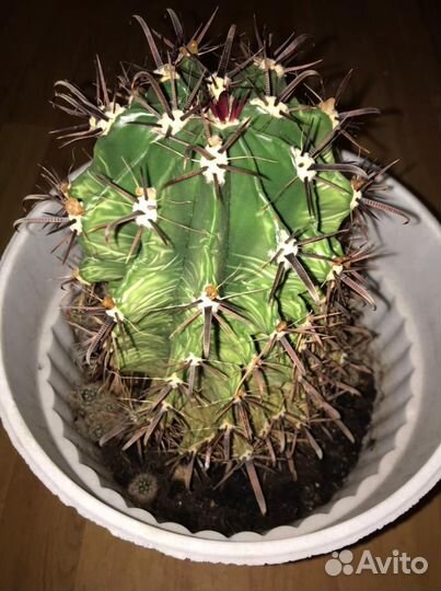 Большой кактус