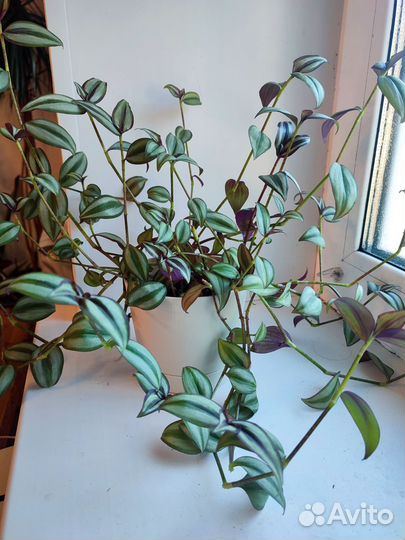 Комнатные цветы