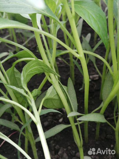 Рассада острого перца