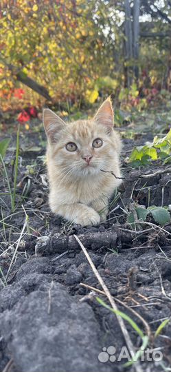 Котенок 3 месяца мальчик