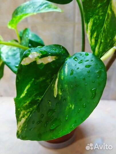 Сциндапсус золотистый лиана