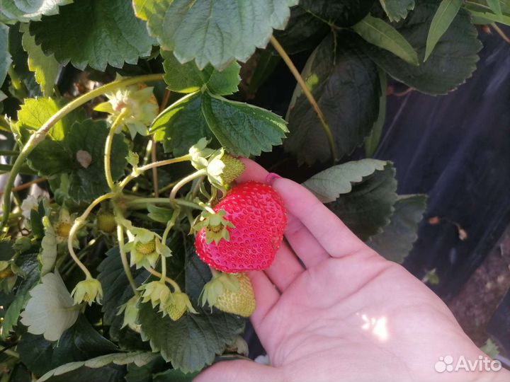 Клубника (Ягода)