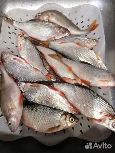 Рыба Свежемороженая сорога