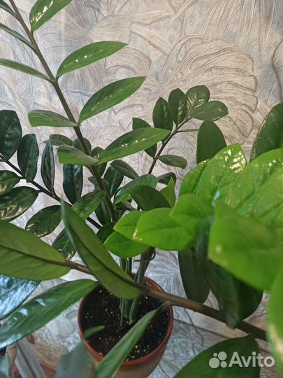 Комнатные растения