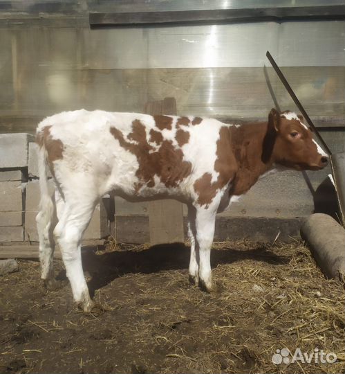 Продам телочку