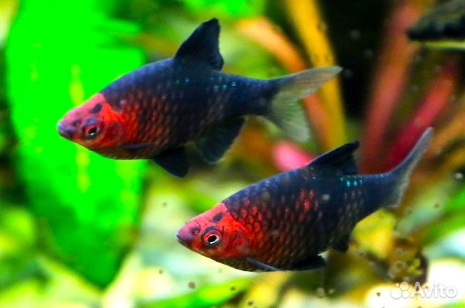 Продаю аквариумную рыбу собственного разведения:
