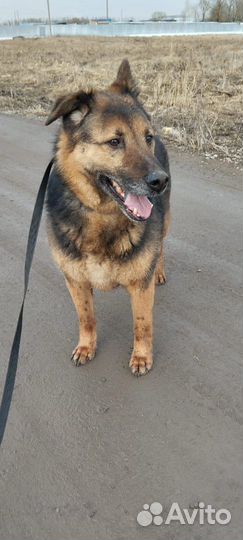 Граф в добрые руки