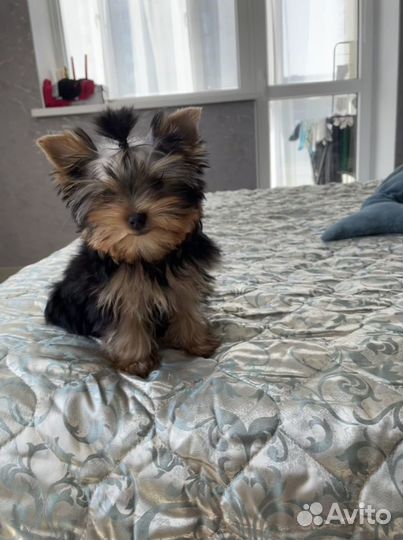 Йоркширский терьер