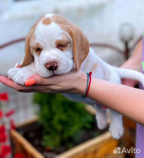 Бигль вязка