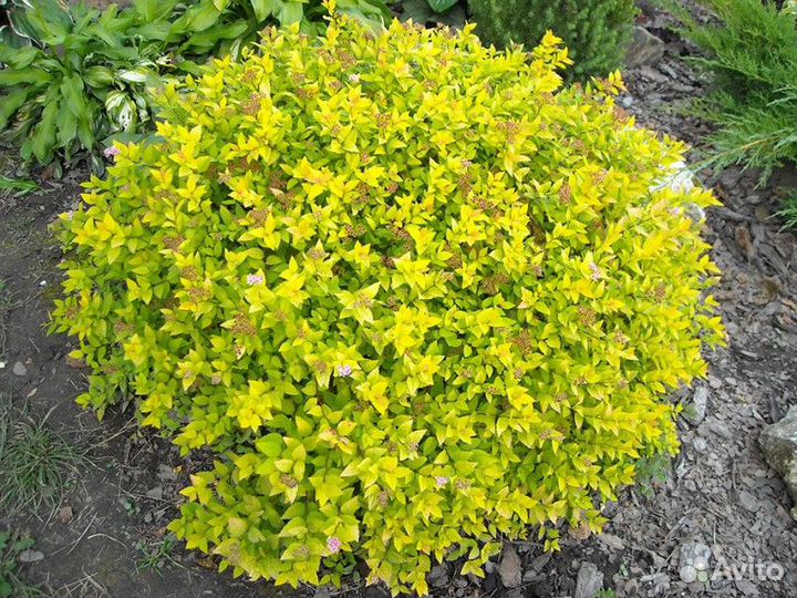 Спирея японская голдмаунт Высота от 25см