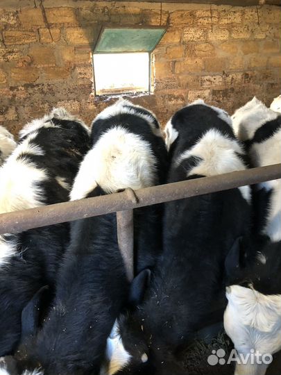 Телята бычки на откорм