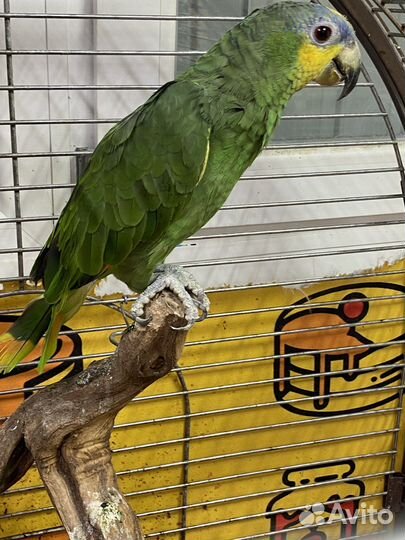 Попугай Амазон