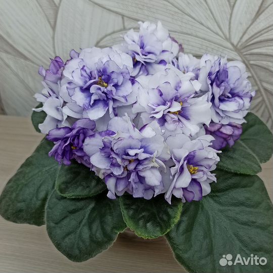 Черенки сортовых фиалочек