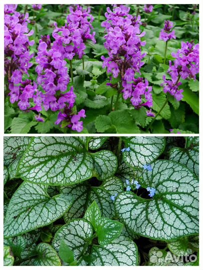 Цветы садовые многолетники