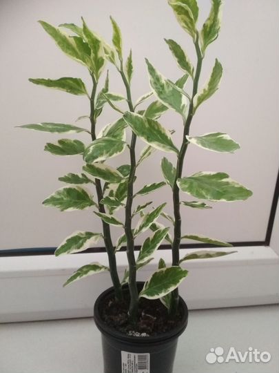 Педилантус