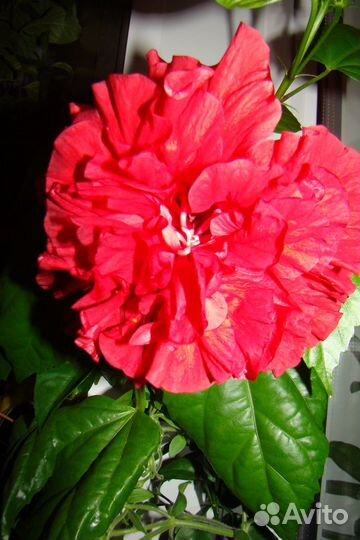 Гибискус красный махровый