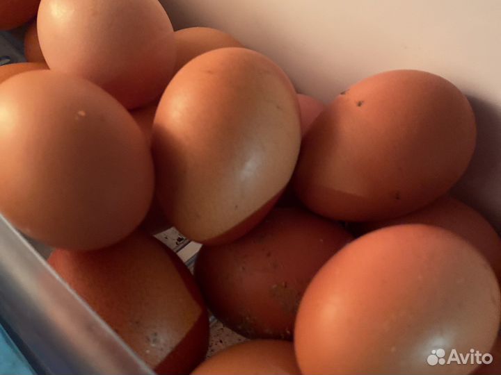 Домашние куриные яйца