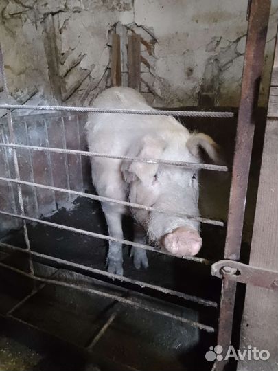 Молодой хряк на случку