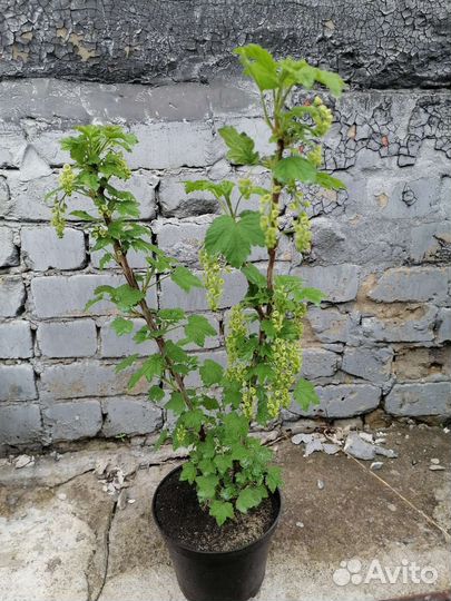 Красная смородина