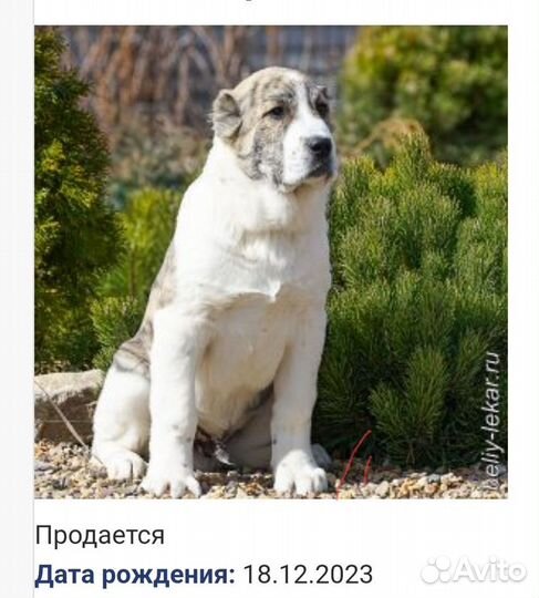 Среднеазиатская овчарка алабай щенки