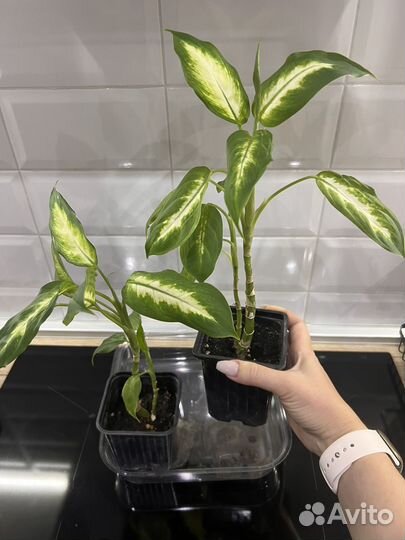 Диффенбахия