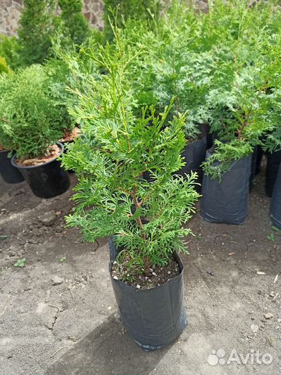 Туя Колумна