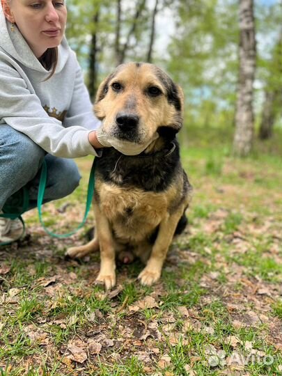 Собаки бесплатно
