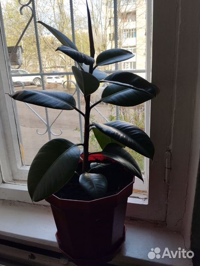 Фикус бенджамина