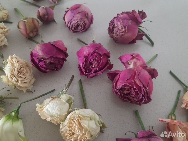 Сухоцветы для творчества