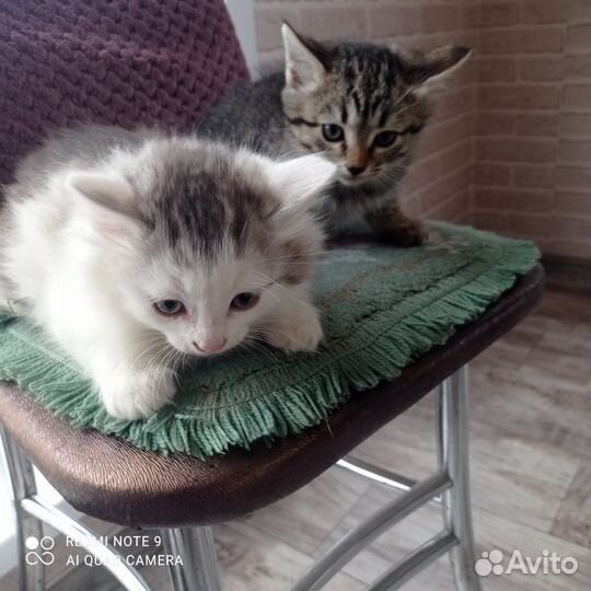 Кошки в добрые руки