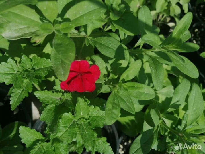 Калибрахоа, петуния