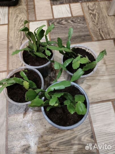 Декабрист розовый