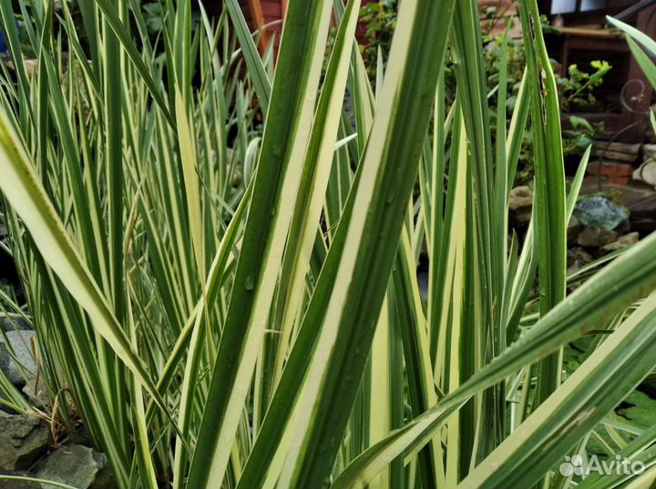 Водные растения для пруда 