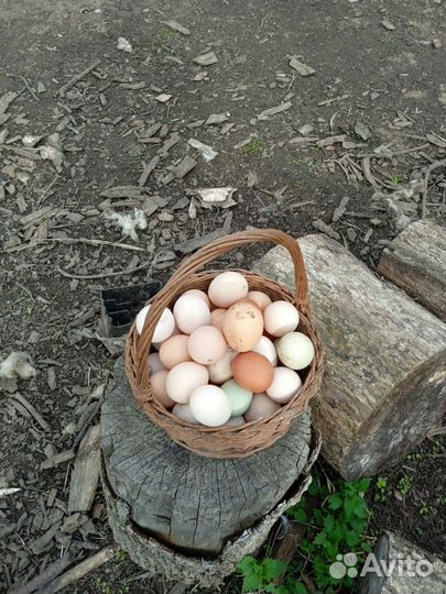 Домашние куриные яйца