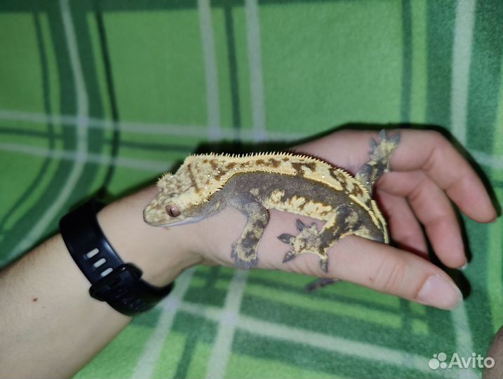 Реснитчатый бананоед геккон