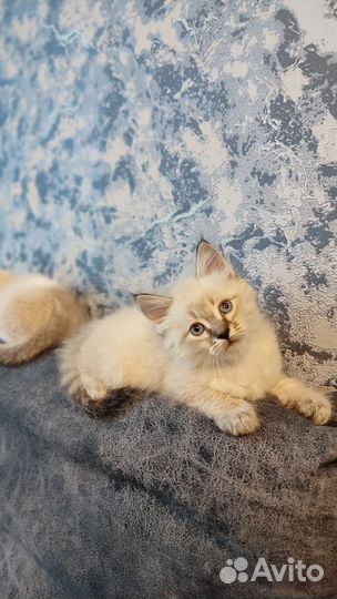 Шотландские котята белые
