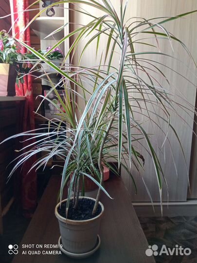 Пальма драцена