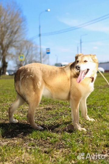 Баунти только и мечтает о хозяине
