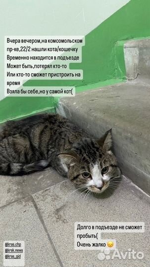 Бездомные котики