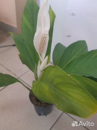 Спатифиллум