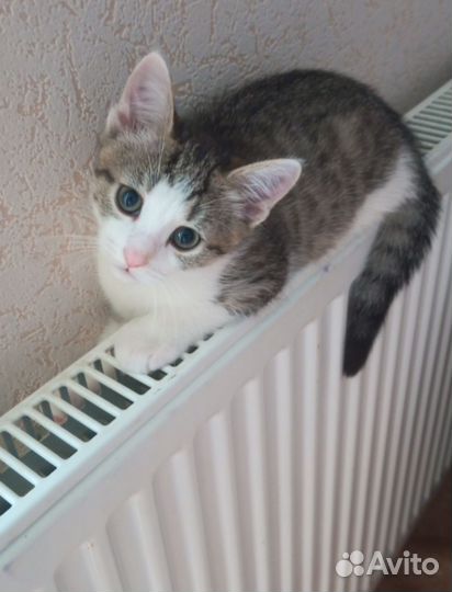Котенок в дар мальчик