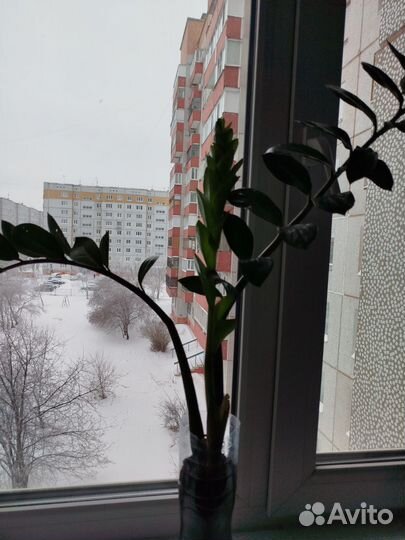 Замиокулькас